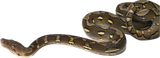 Load image into Gallery viewer, Granite Back Het OGs