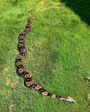 Load image into Gallery viewer, Female BCC Guyana Red Tail Boa