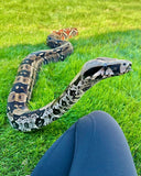 Load image into Gallery viewer, Female BCC Guyana Red Tail Boa
