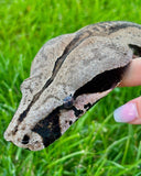 Load image into Gallery viewer, Female BCC Guyana Red Tail Boa