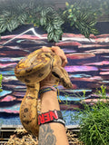 Load image into Gallery viewer, Female Insane Hypo Jungle Het Burke T+