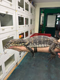 Load image into Gallery viewer, Het. Black Dragon Asian Water Monitor