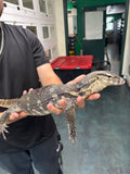 Load image into Gallery viewer, Het. Black Dragon Asian Water Monitor
