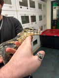 Load image into Gallery viewer, Het. Black Dragon Asian Water Monitor