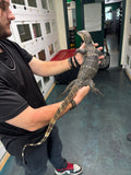Load image into Gallery viewer, Het. Black Dragon Asian Water Monitor