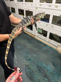 Load image into Gallery viewer, High Yellow Gubu Water Monitor