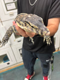 Load image into Gallery viewer, High Yellow Gubu Water Monitor