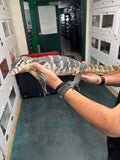 Load image into Gallery viewer, High Yellow Gubu Water Monitor