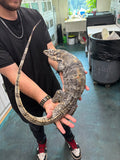 Load image into Gallery viewer, Male Sumbawa Monitor