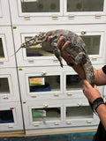 Load image into Gallery viewer, Male Sumbawa Monitor