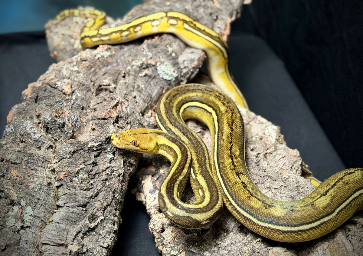 Phantom Retic Python 2023 Female Phantom Sun Tiger Reticulated Python – New England Reptile ...