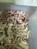 Load image into Gallery viewer, Female Butter H Mot Corn Snake