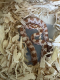 Load image into Gallery viewer, Male Butter H Mot Corn Snake