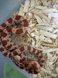 Load image into Gallery viewer, Male Ultramel H Sunrise Mot Corn Snake