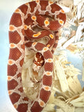 Load image into Gallery viewer, Female Ultramel H Sunrise Mot Corn Snake