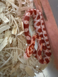 Load image into Gallery viewer, Female Amel H Sunrise Mot Corn Snake