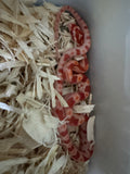 Load image into Gallery viewer, Female Alb H Snow Sun Lava Car Hypo Corn Snake