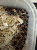 Load image into Gallery viewer, Male Okeetee H KAS Lava Car Corn Snake