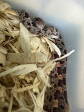 Load image into Gallery viewer, Male Okeetee H KAS Lava Car Corn Snake
