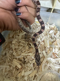 Load image into Gallery viewer, Male Okeetee H KAS Lava Car Corn Snake