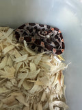 Load image into Gallery viewer, Female Okeetee H KAS H Lava H Car Corn Snake
