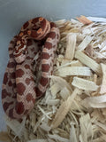 Load image into Gallery viewer, Male Ultramel H Sunrise Mot Corn Snake