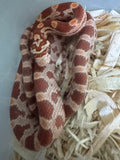 Load image into Gallery viewer, Male Ultramel H Sunrise Mot Corn Snake