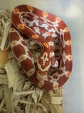 Load image into Gallery viewer, Male Amel H Sunrise Mot Corn Snake