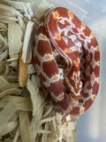 Load image into Gallery viewer, Female Ultramel H Sunrise Mot Corn Snake