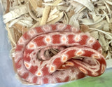 Load image into Gallery viewer, Female Alb H AN Corn Snake