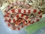 Load image into Gallery viewer, Female Alb H AN Corn Snake