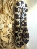 Load image into Gallery viewer, Male Car H Alb Mot Corn Snake