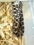 Load image into Gallery viewer, Male Car H Alb Mot Corn Snake