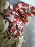 Load image into Gallery viewer, Male Alb H AN Corn Snake