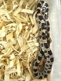 Load image into Gallery viewer, Male Car H Alb Mot Corn Snake