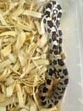 Load image into Gallery viewer, Male Car H Alb Mot Corn Snake
