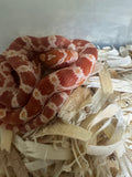 Load image into Gallery viewer, Female H Palm Corn Snake