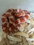Load image into Gallery viewer, Female H Palm Corn Snake