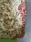 Load image into Gallery viewer, Female H Palm Corn Snake