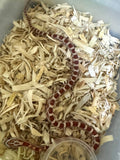 Load image into Gallery viewer, Male Ultra H Hypo Car Corn Snake