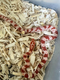 Load image into Gallery viewer, Female Alb H AN Corn Snake