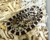 Load image into Gallery viewer, Male Car H Alb Mot Corn Snake