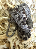 Load image into Gallery viewer, Female Black Rat × Corn Het Topaz Corn Snake