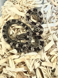 Load image into Gallery viewer, Female Black Rat × Corn Het Topaz Corn Snake