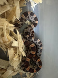 Load image into Gallery viewer, Female Okeetee Het Kastanie Het Lava Het Cararmel Corn Snake