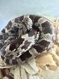 Load image into Gallery viewer, Male Black Rat × Corn H Topaz Corn Snake