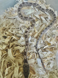 Load image into Gallery viewer, Female Black Rat × Corn H Topaz Corn Snake