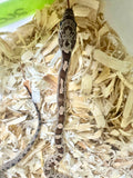 Load image into Gallery viewer, Female Black Rat × Corn H Topaz Corn Snake