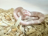 Load image into Gallery viewer, Male Snow H Hypo Sun Lava Car Corn Snake