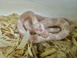 Load image into Gallery viewer, Male Snow H Hypo Sun Lava Car Corn Snake